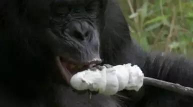 超级猩猩员工 吃瓜视频,职场八卦背后的真相