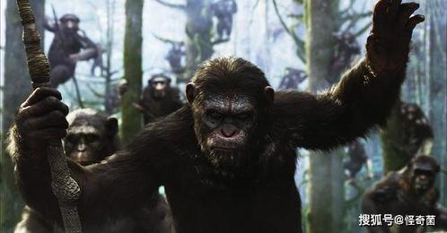 超级猩猩员工 吃瓜视频,职场八卦背后的真相