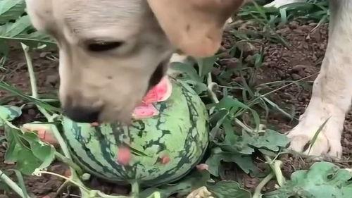 吃瓜与看瓜意思,吃瓜群众与看瓜者的趣味解读