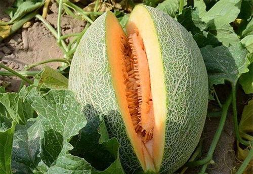 老是吃哈密瓜,甜蜜生活新篇章