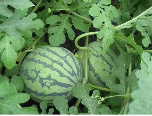 小田吃瓜日常,瓜果飘香，欢乐无限