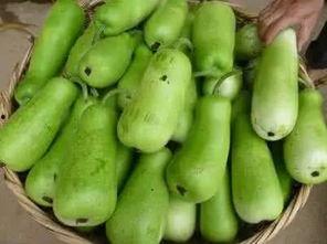 葫芦瓜晒干了怎么吃,晒干葫芦瓜的多样美味食用指南