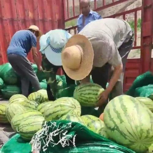 甘肃的吃瓜事件视频