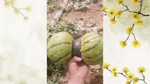 炸弹头吃瓜,揭秘娱乐圈幕后风云