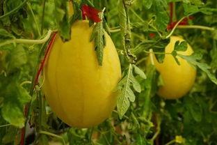 黄金吃瓜原名,揭秘娱乐圈幕后真相的幕后推手