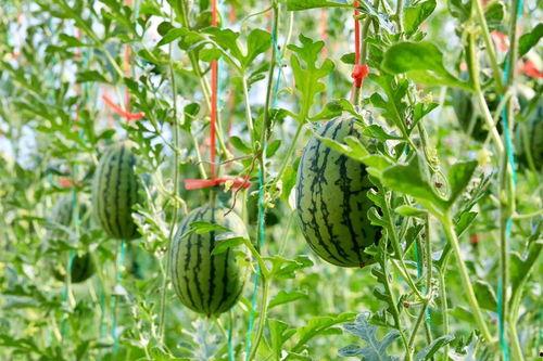 吃瓜在哪里,网络社交中的娱乐与八卦文化