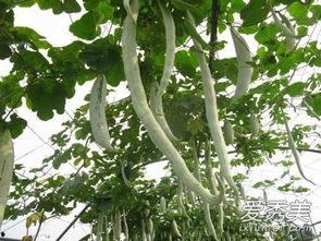 吃蛇瓜放屁吗图片,吃蛇瓜后，你真的会放屁吗？