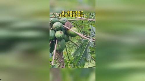 老鼠吃瓜怎么灭,揭秘老鼠吃瓜的灭鼠策略