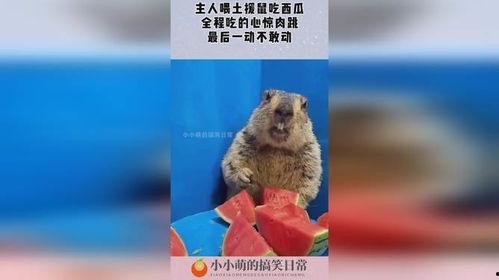 老鼠吃瓜怎么灭,揭秘老鼠吃瓜的灭鼠策略