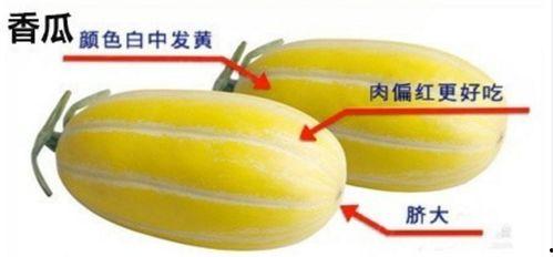 甜包瓜怎么吃,甜包瓜的多重美味吃法探索