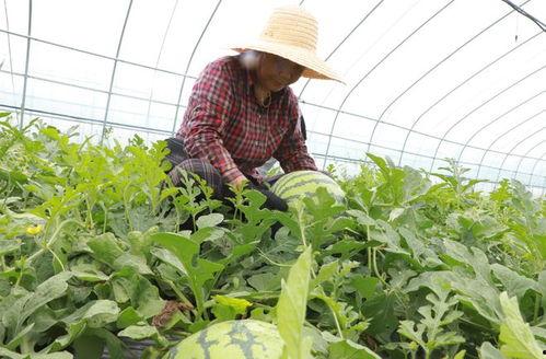 槐岗吃瓜,揭秘乡村生活的酸甜苦辣