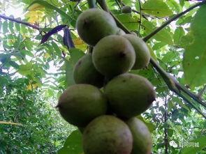 槐岗吃瓜,揭秘乡村生活的酸甜苦辣