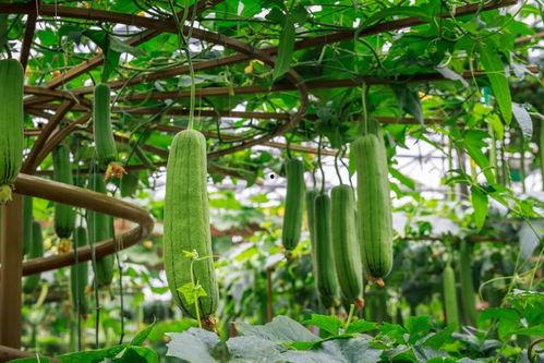 丝瓜怎么吃不结瓜,丝瓜不结瓜的食用攻略与营养解析