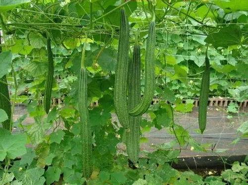 丝瓜怎么吃不结瓜,丝瓜不结瓜的食用攻略与营养解析
